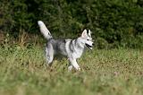 SIBERIAN HUSKY 880